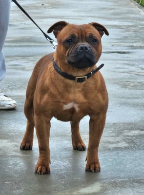 Étalon Staffordshire Bull Terrier - Viny beauty De La Furia Roja