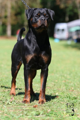 Étalon Rottweiler - CH. Vushka Des Gardiens De Kyara