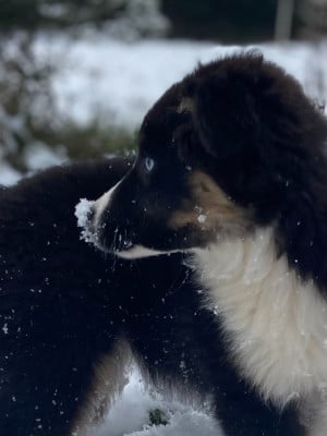 Étalon Berger Américain Miniature - Tess du Domaine de Milk