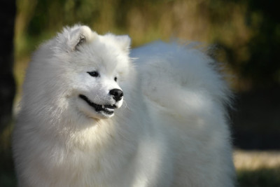 Étalon Samoyède - snezhnoe ocharovanie Lichy