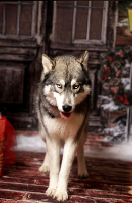 Étalon Siberian Husky - Another love dit ragnar Legendary White Fang