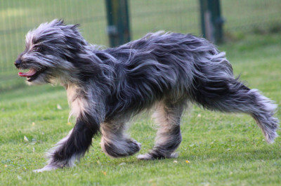 Étalon Berger des Pyrenees à poil long - Ardoise bleue Du Moulin D'ébène