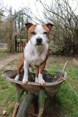 Étalon Staffordshire Bull Terrier - V'bubble Des Disciples De Goliath