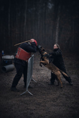 Étalon Berger Belge - Válek Des Crocs Noirs