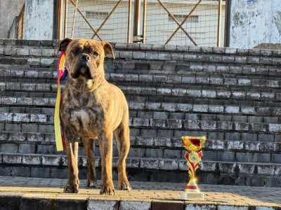 Étalon Bulldog continental - Astree Du Royaume De Thessalie