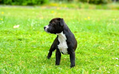 Étalon Staffordshire Bull Terrier - Royal and Legendary Another love