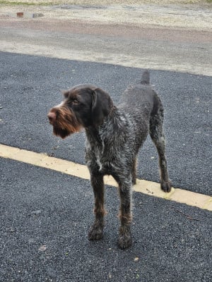 Étalon Chien d'arrêt allemand à poil dur - Artemis Vom hundegeläut