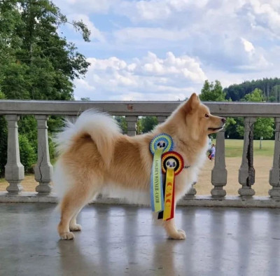 Étalon Chien finnois de Laponie - Pirate will turner du Domaine D'Arinella Bianca