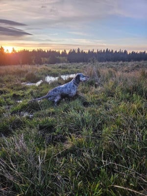 Étalon Setter Anglais - Ugarte Des Sentiers De La Douyne