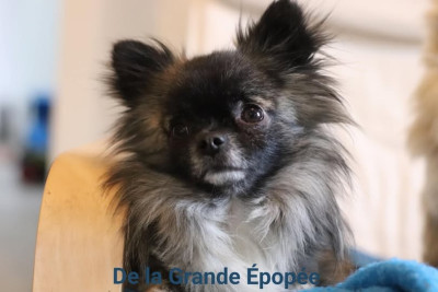 Étalon Chihuahua - Vitaly De La Grande Epopée