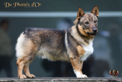 Étalon Spitz des Visigoths - gnipahellirs Esbjörn