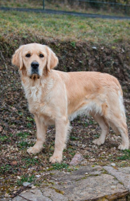 Étalon Golden Retriever - Valentine dite oh'ana De L'harche De Repand
