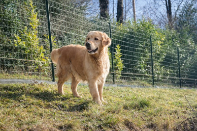 Étalon Golden Retriever - summer du val chantellois