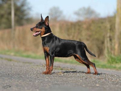 Étalon Pinscher nain - Yashica De La Cité Des Princes