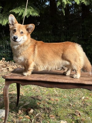 Étalon Welsh Corgi Pembroke - Vasco des Douces Merveilles