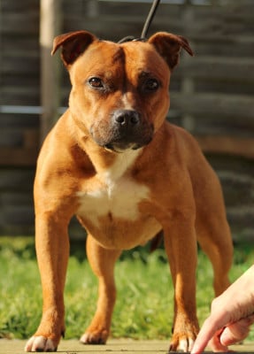 Étalon Staffordshire Bull Terrier - Utopia dit kiara Select Of Dream