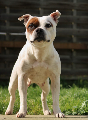 Étalon Staffordshire Bull Terrier - Space jennah de La Vallée Des Sages