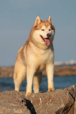 image de Thorn express