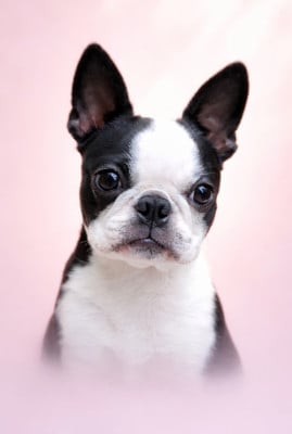 Étalon Boston Terrier - Ever Single Velvet n'glitter