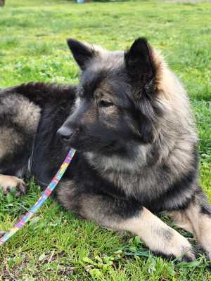 Étalon Eurasier - Astral Nova Du Val De La Fenouillere