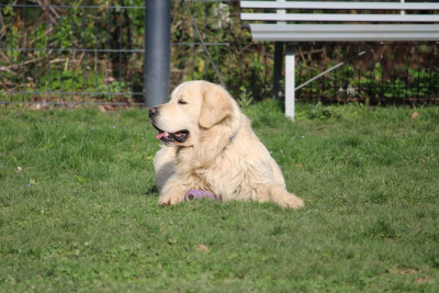 Étalon Golden Retriever - Very best friend Oppus Grande Golden