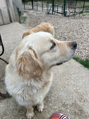 Étalon Golden Retriever - Victoria des sables d'ipaména