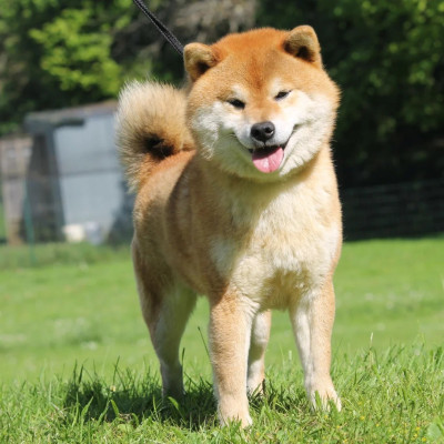 Étalon Shiba - CH. terra astreya Motoya}