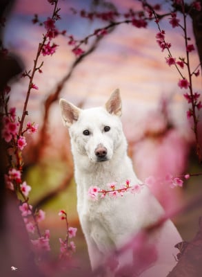 Étalon Canaan Dog - CH. Moon Of Starlight Uria