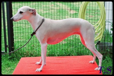 Étalon Whippet - Starlight Du Vieux Donjon De La Cabotiere