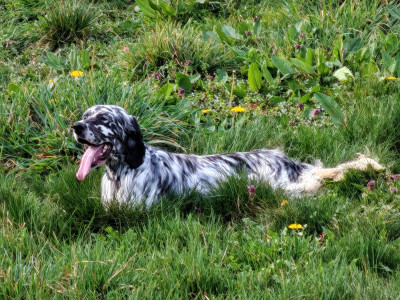 Étalon Setter Anglais - Alpha Du Long Bec D'enchanet