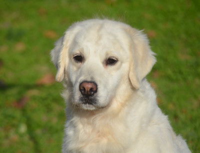 Étalon Golden Retriever - Tiamo des Joyaux Des Ki Millacs