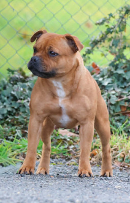 Étalon Staffordshire Bull Terrier - CH. Riley Sloan House Of Warrior