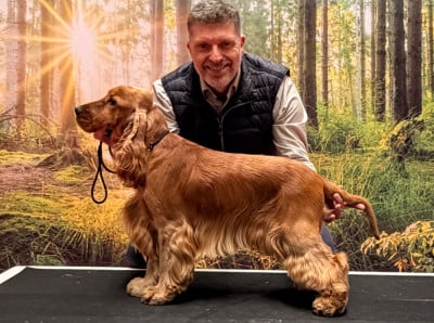 Étalon Cocker Spaniel Anglais - Arald viking star Du Royaume De Lecki