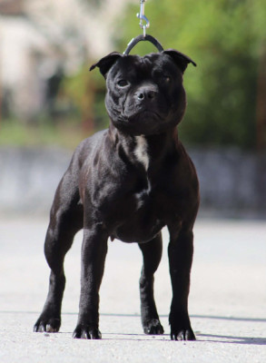 Étalon Staffordshire Bull Terrier - U will be loved Sweet Dream Stafford