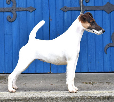 Étalon Fox Terrier Poil lisse - CH. Fox Rebell Ultra secret