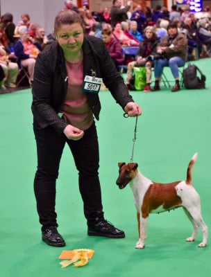 Étalon Fox Terrier Poil lisse - CH. Peaches v.sachsenland