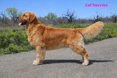 Étalon Golden Retriever - Ultime eva de la colline du cœur de feu
