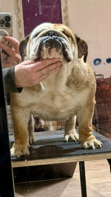 Étalon Bulldog Anglais - La chata Antoinette