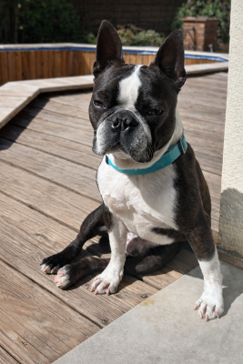 Étalon Boston Terrier - Chan Chue Prince georges