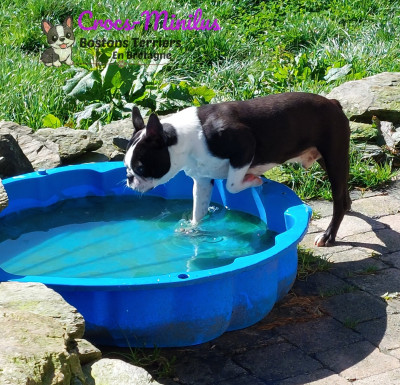 Étalon Boston Terrier - Alea jacta est de Crocs Minilus