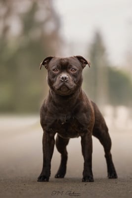 Étalon Staffordshire Bull Terrier - Vaho Tone Of Black