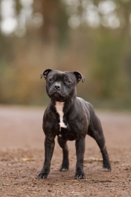 Étalon Staffordshire Bull Terrier - Vaika Tone Of Black