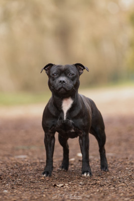 Étalon Staffordshire Bull Terrier - Vaïla Tone Of Black