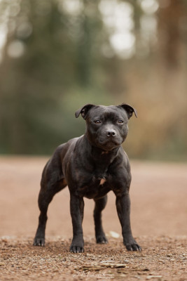 Étalon Staffordshire Bull Terrier - Viska Tone Of Black