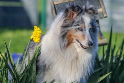 Étalon Shetland Sheepdog - CH. Idylle (Sans Affixe)