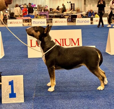 Étalon Bull Terrier - Vicky lopez alias joelle du Royal Belvédère