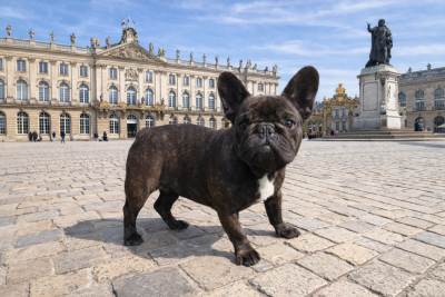 Étalon Bouledogue français - Ulya tcha tcha tcha De La Futaie Des Merveilles