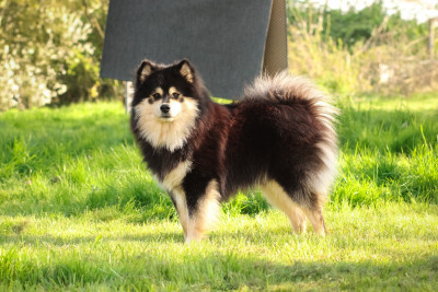 Étalon Chien finnois de Laponie - Vogue Merry Zoro Legend Of Raven