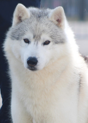 Étalon Siberian Husky - Unique dragon kiss Of Siberian Forest Wolves