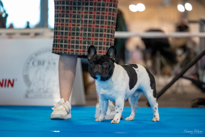 Étalon Bouledogue français - CH. Vicomte von'helmuth De L'Idylle Sacrée
